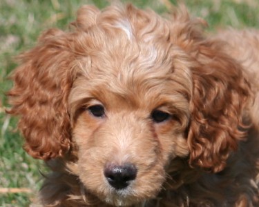 Miniature poodle puppy